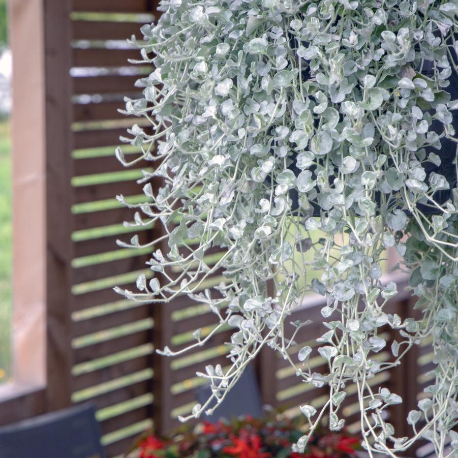 Dichondra Silver Surfer