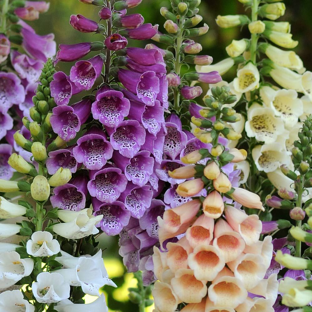 Digitalis 'Dalmatian Mix'