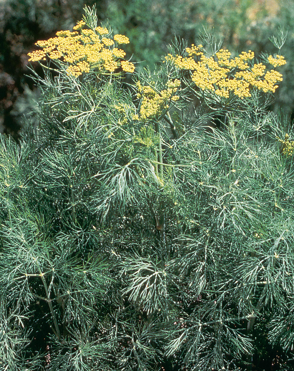 Dill - Anethum graveolens 'Fernleaf'