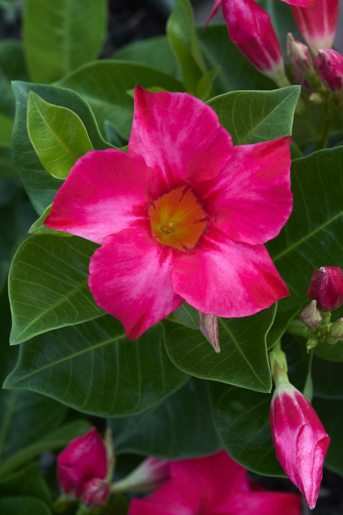 Dipladenia Assortment