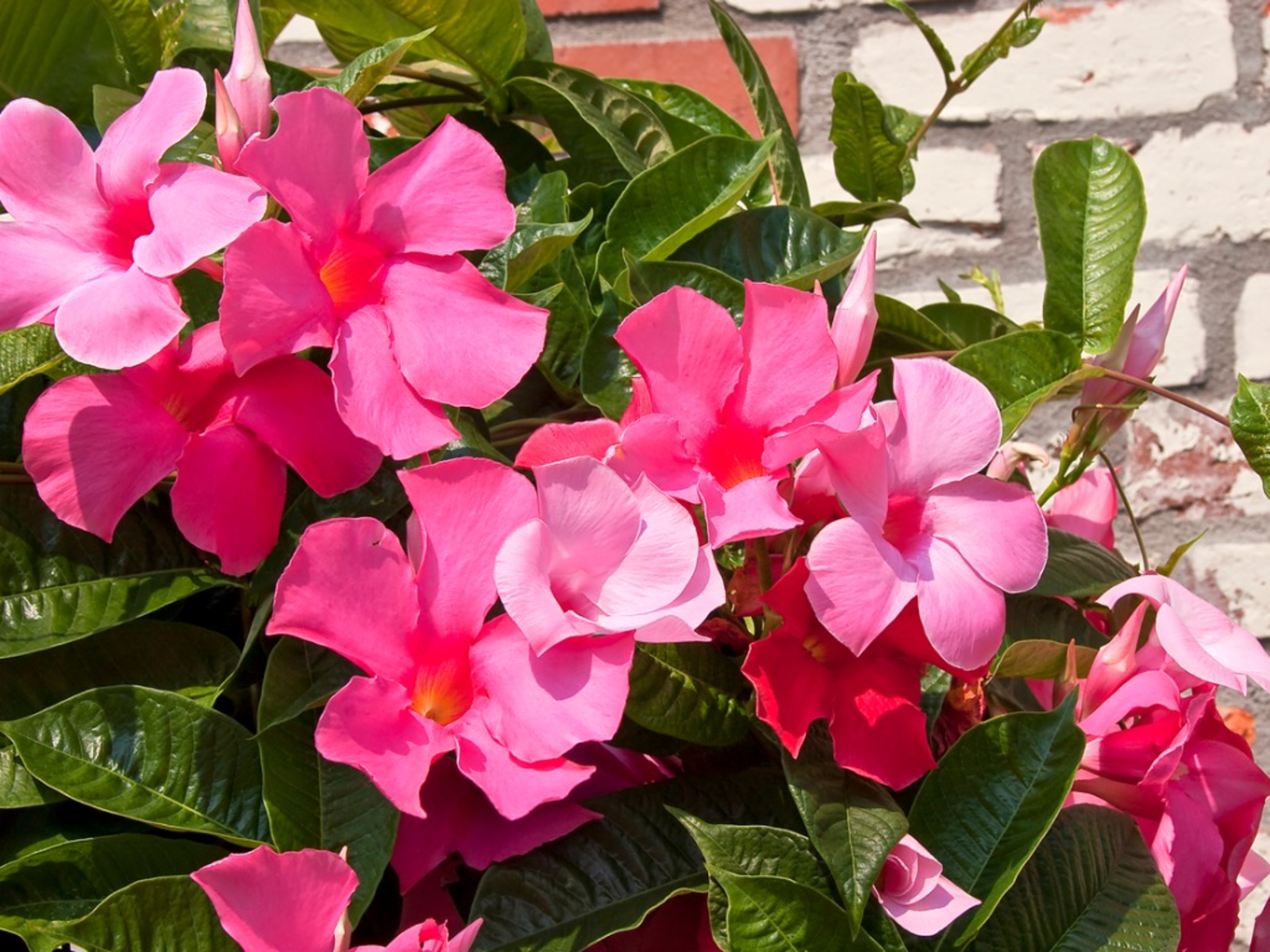 Dipladenia Bush Assortment