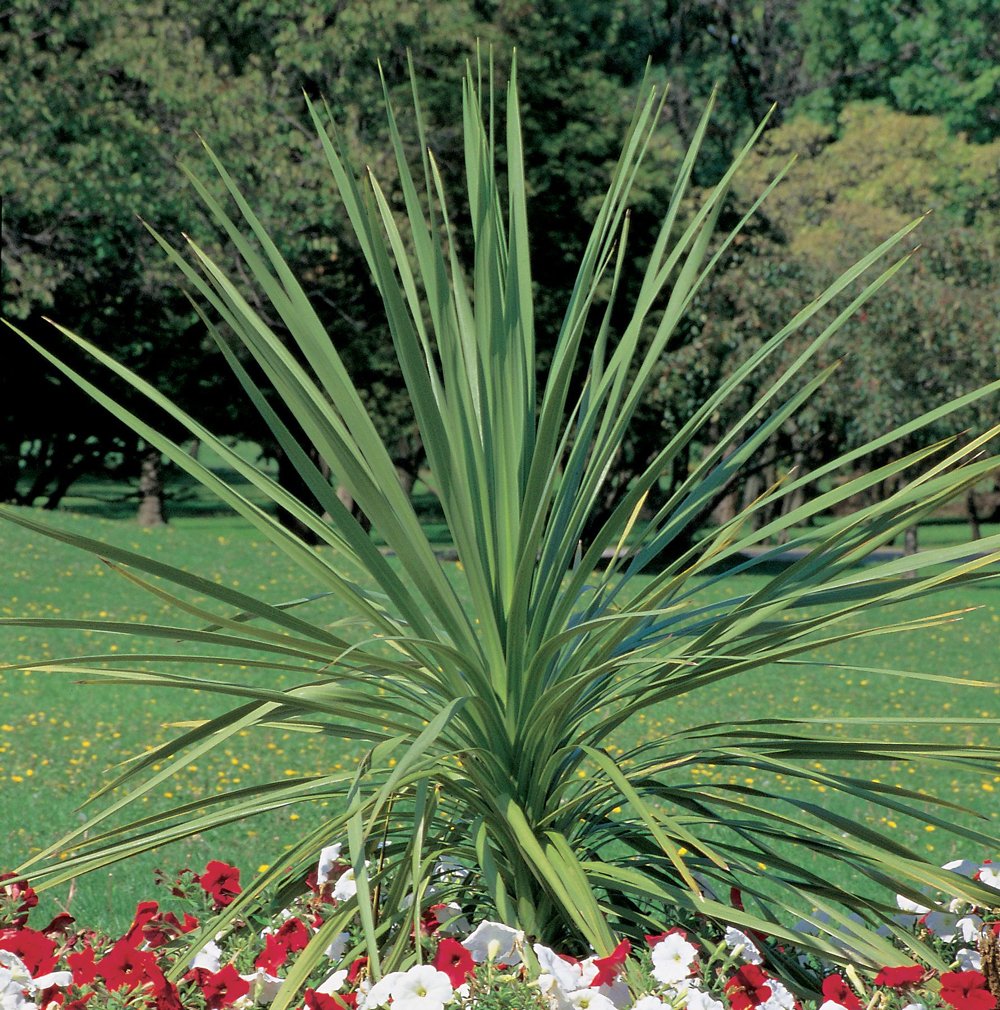 Dracaena indivisa