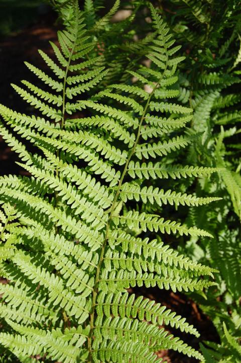 Dryopteris x australis