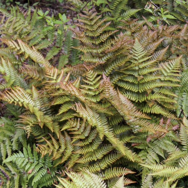 Dryopteris 'Brilliance'