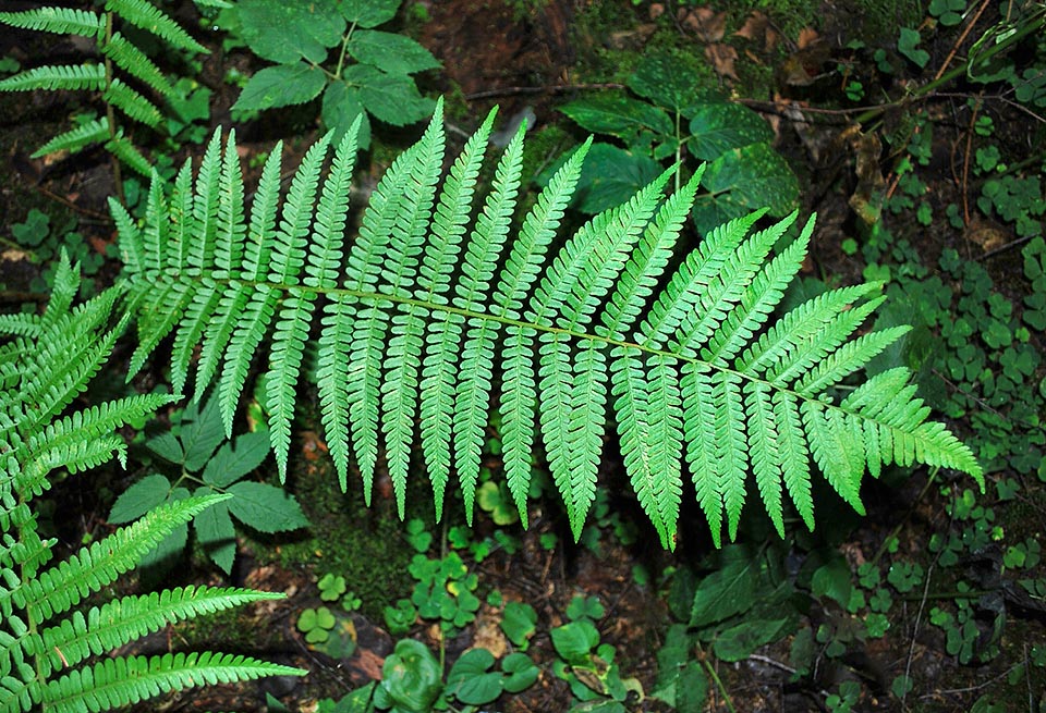 Dryopteris filix-mas