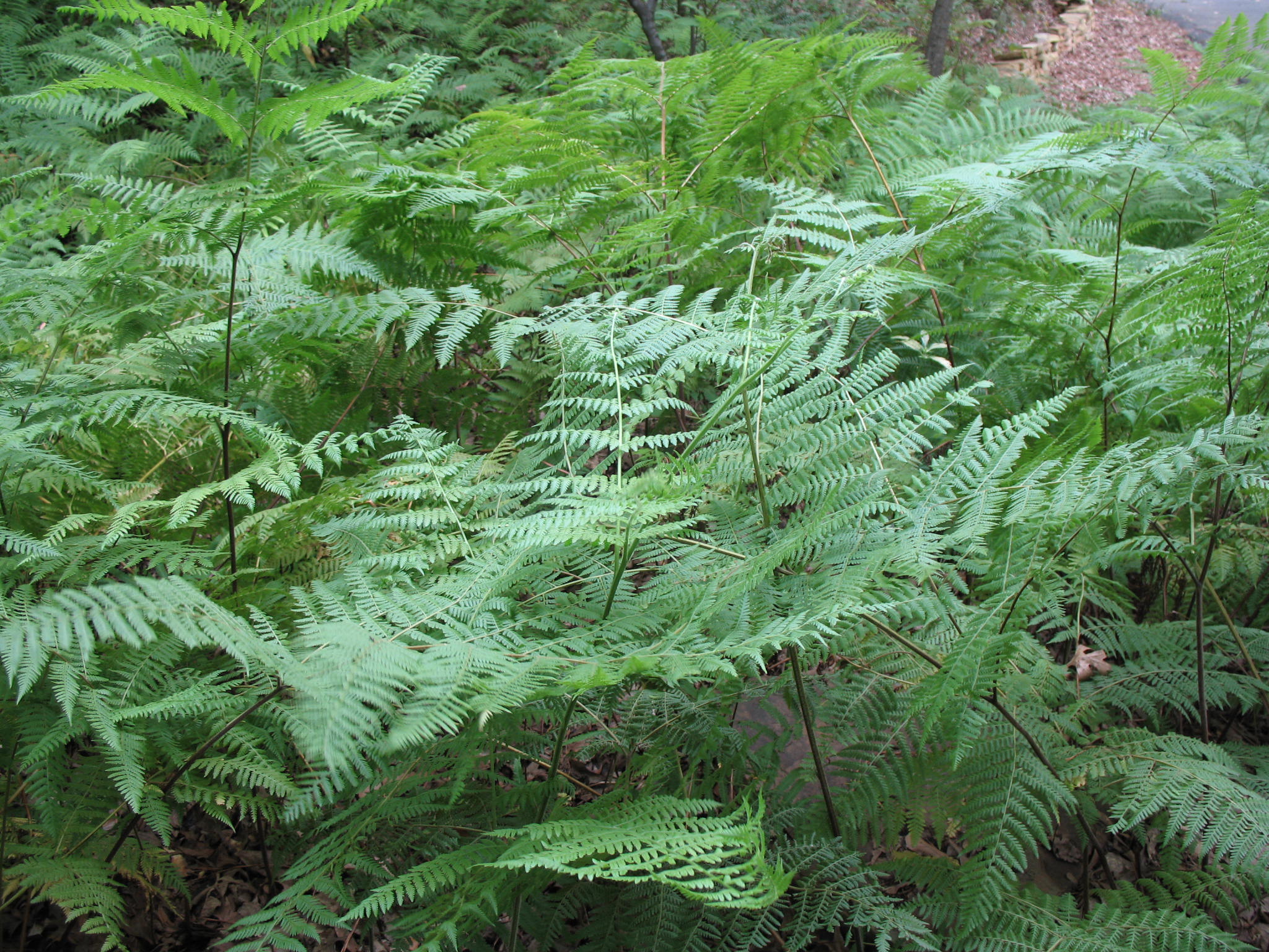Dryopteris marginalis