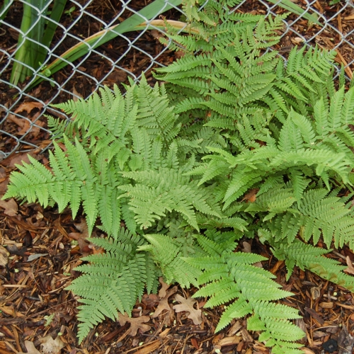 Dryopteris pulcherrima