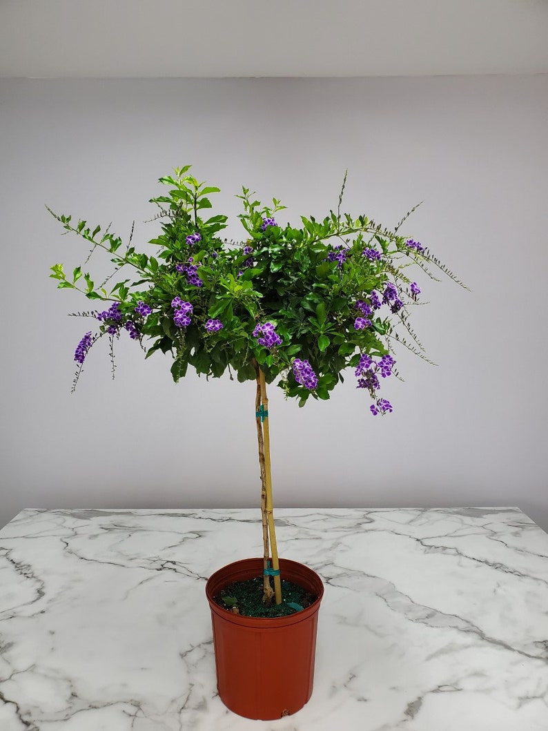 Duranta erecta 'Sapphire Showers'