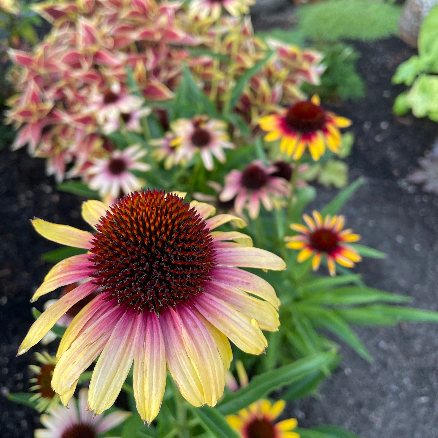 Echinacea 'Fine Feathered Parrot'