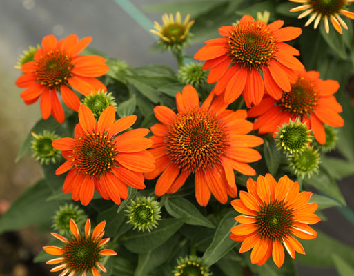 Echinacea Sombrero 'Adobe Orange'