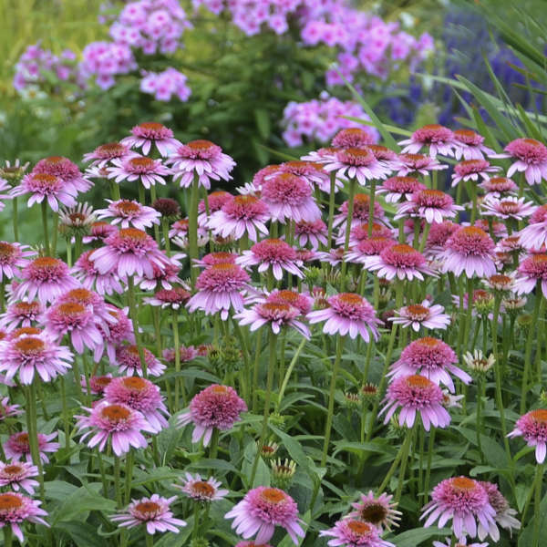 Echinacea 'Butterfly Kisses'
