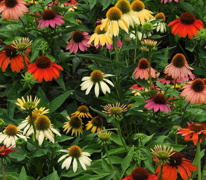 Echinacea p. 'Cheyenne Spirit'