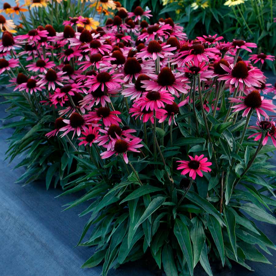 Echinacea Dark Shadow Wicked