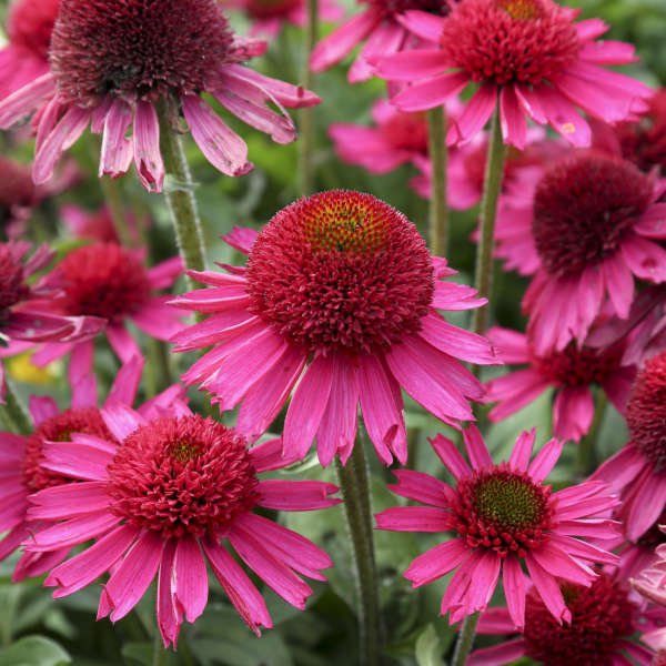 Echinacea 'Delicious Candy'