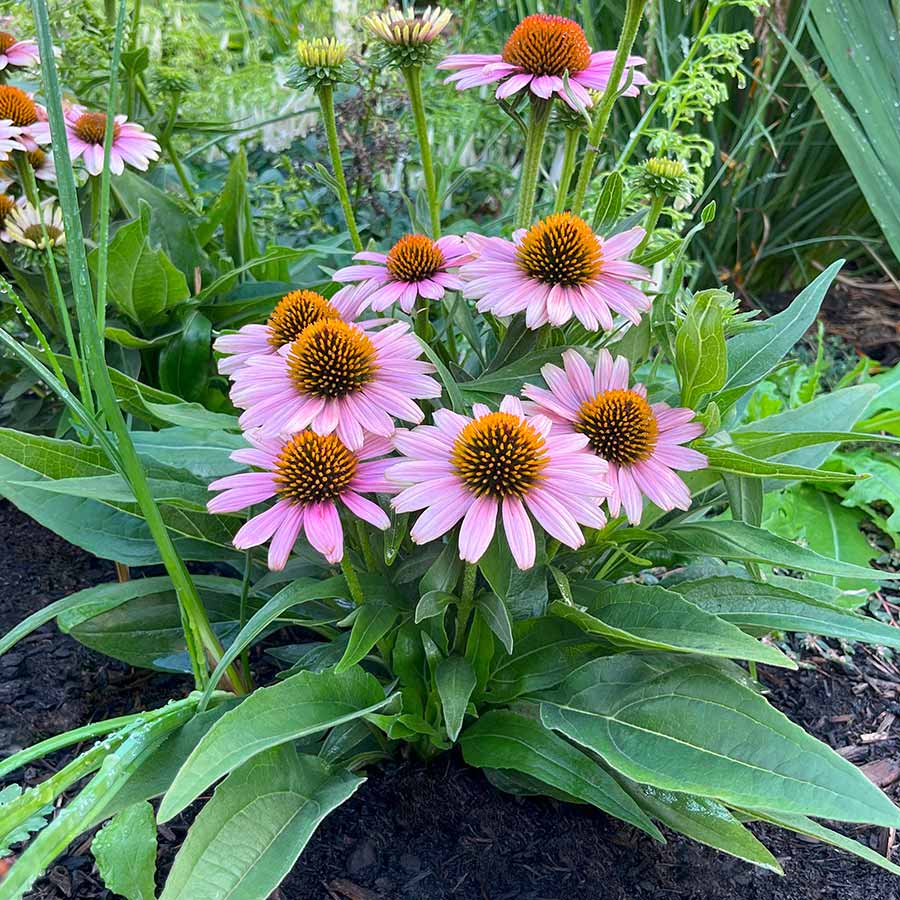 Echinacea French Tips
