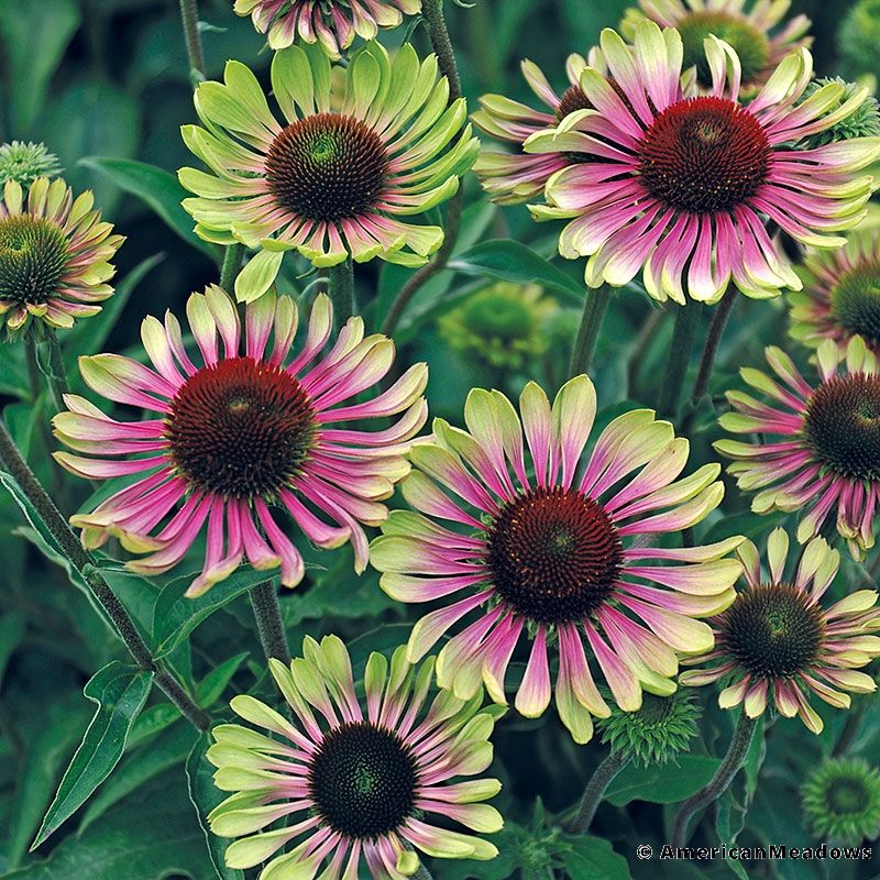 Echinacea 'Green Twister'