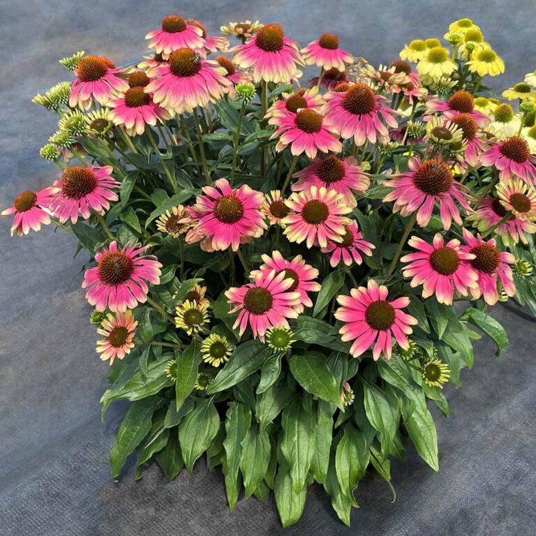 Echinacea Kismet Pink Lemonade