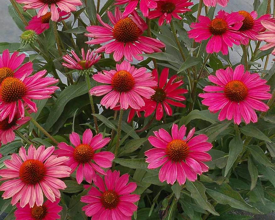 Echinacea Kismet 'Raspberry'