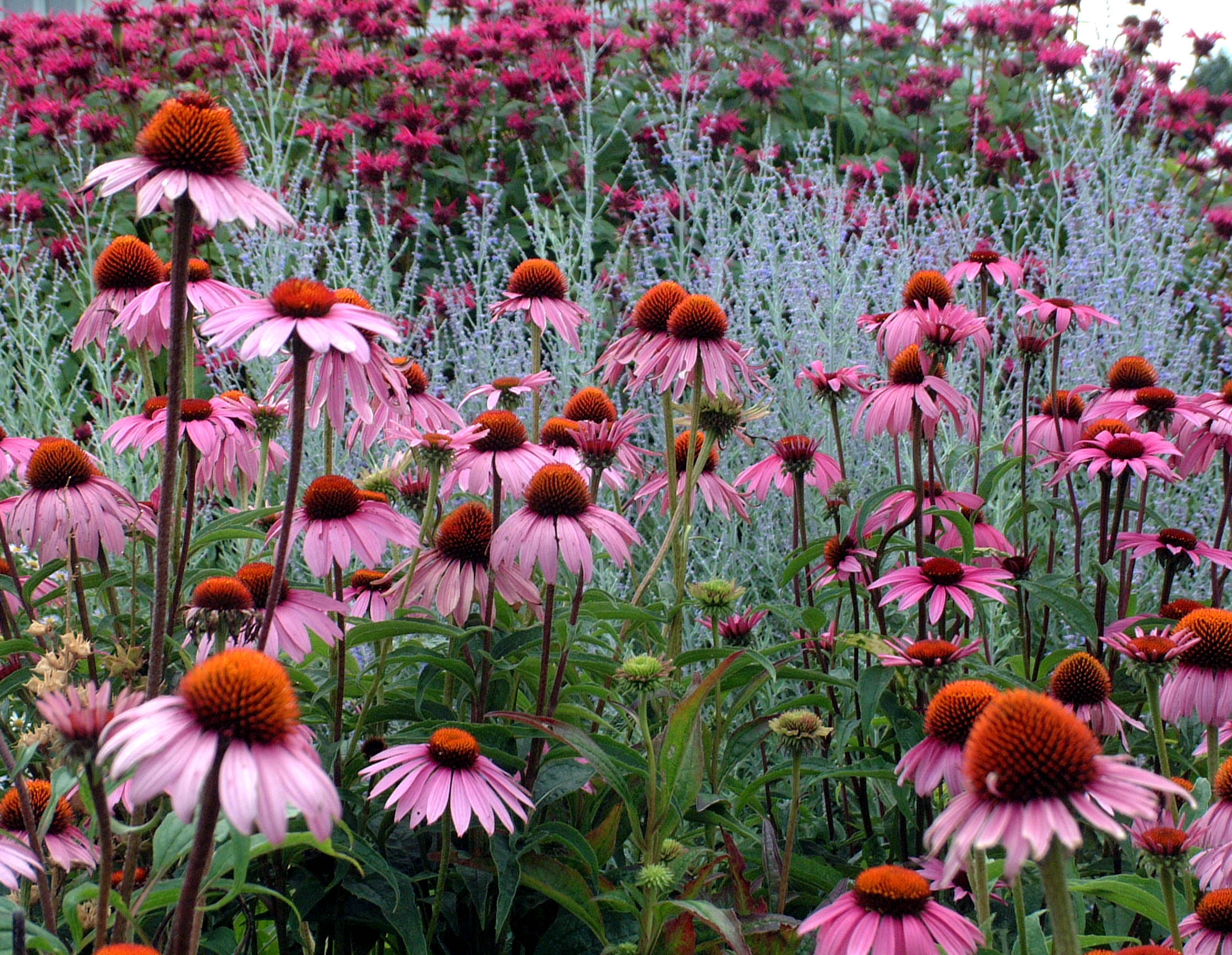 Echinacea p. 'Magnus'