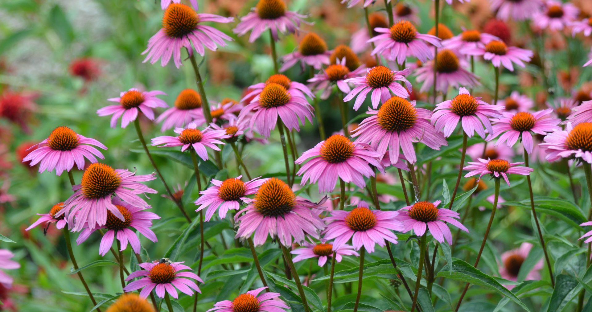 Echinacea 'Magnus Superior'