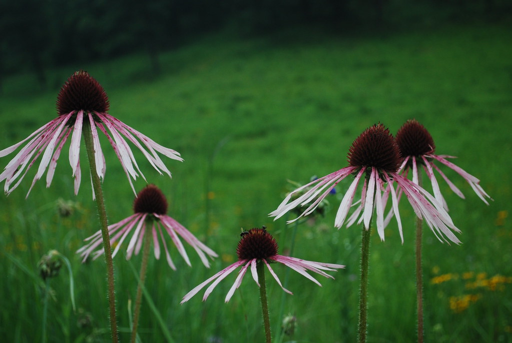 Echinacea Pallida