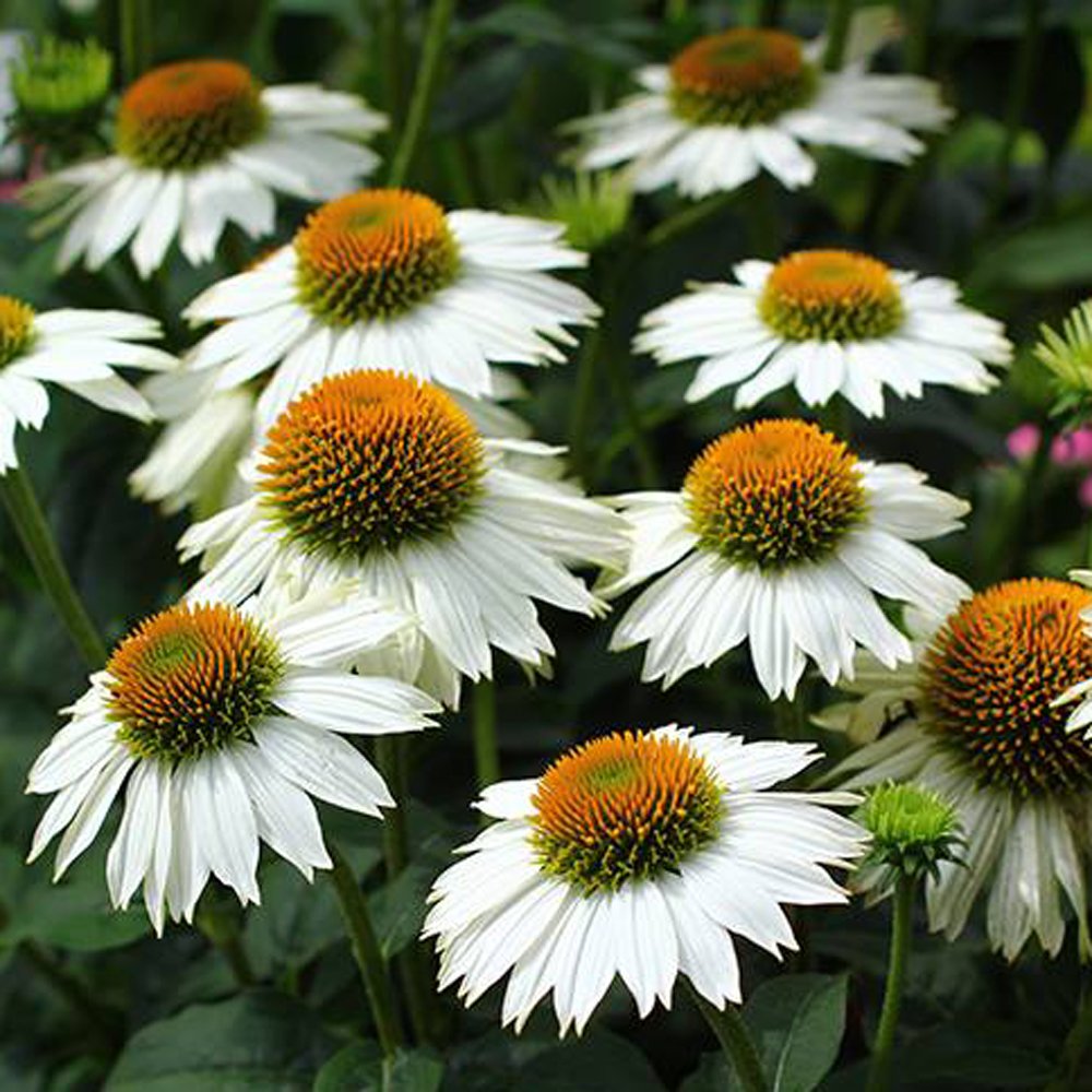 Echinacea PowWow White