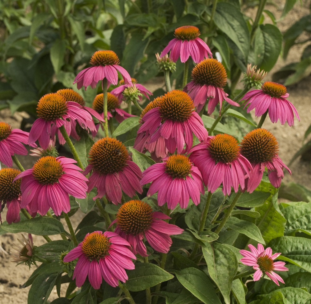 Echinacea p. PowWow Wild Berry