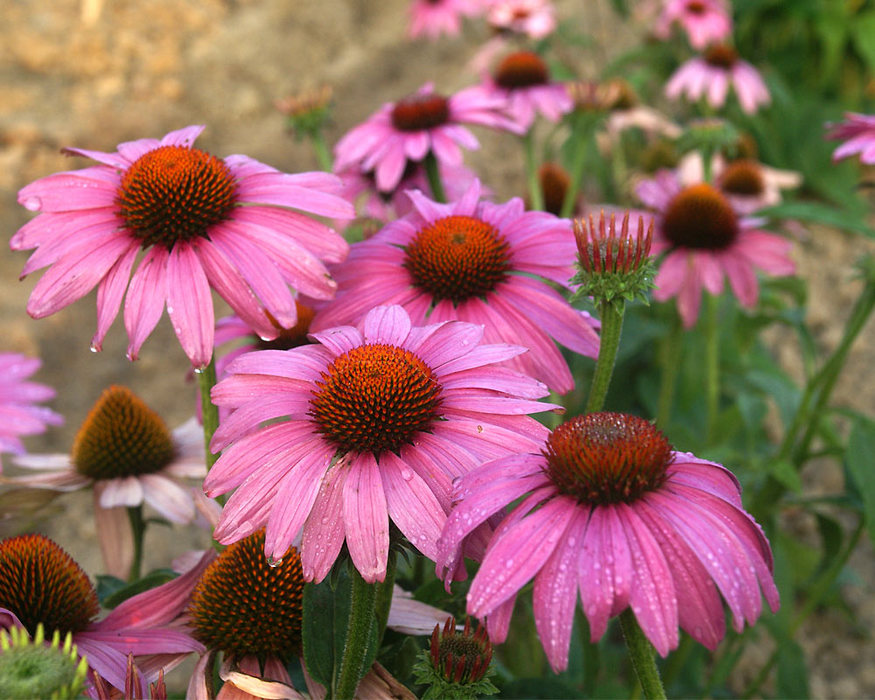 Echinacea p Prairie Splendor Rose Coneflower