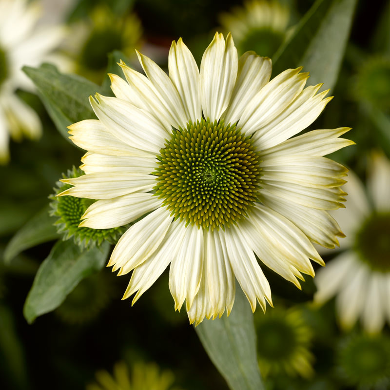 Echinacea Prairie Splendor 'White Compact'