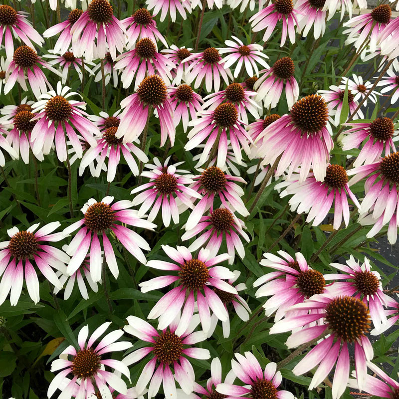 Echinacea 'Pretty Parasols'