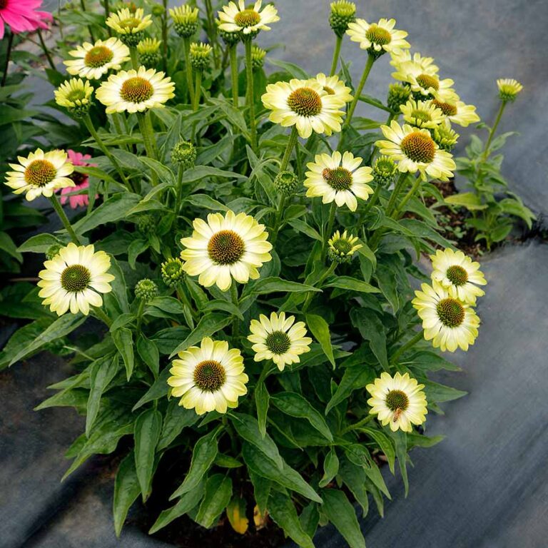 Echinacea Prima Lime