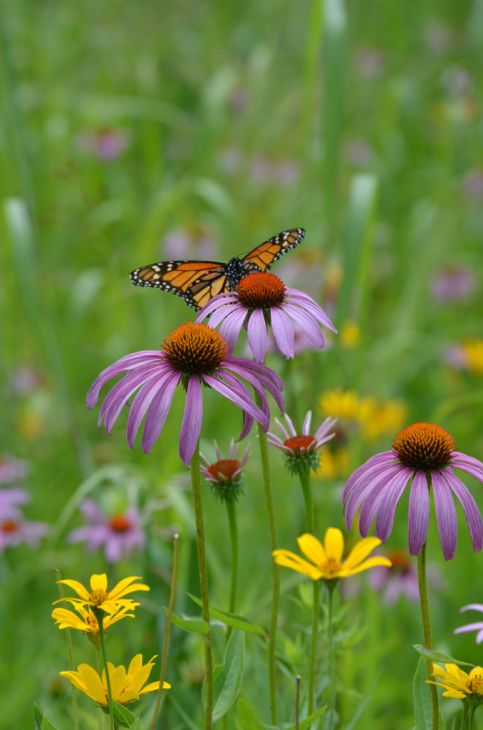 Echinacea Purpurea