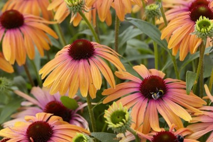Echinacea Butterfly 'rainbow Marcella'