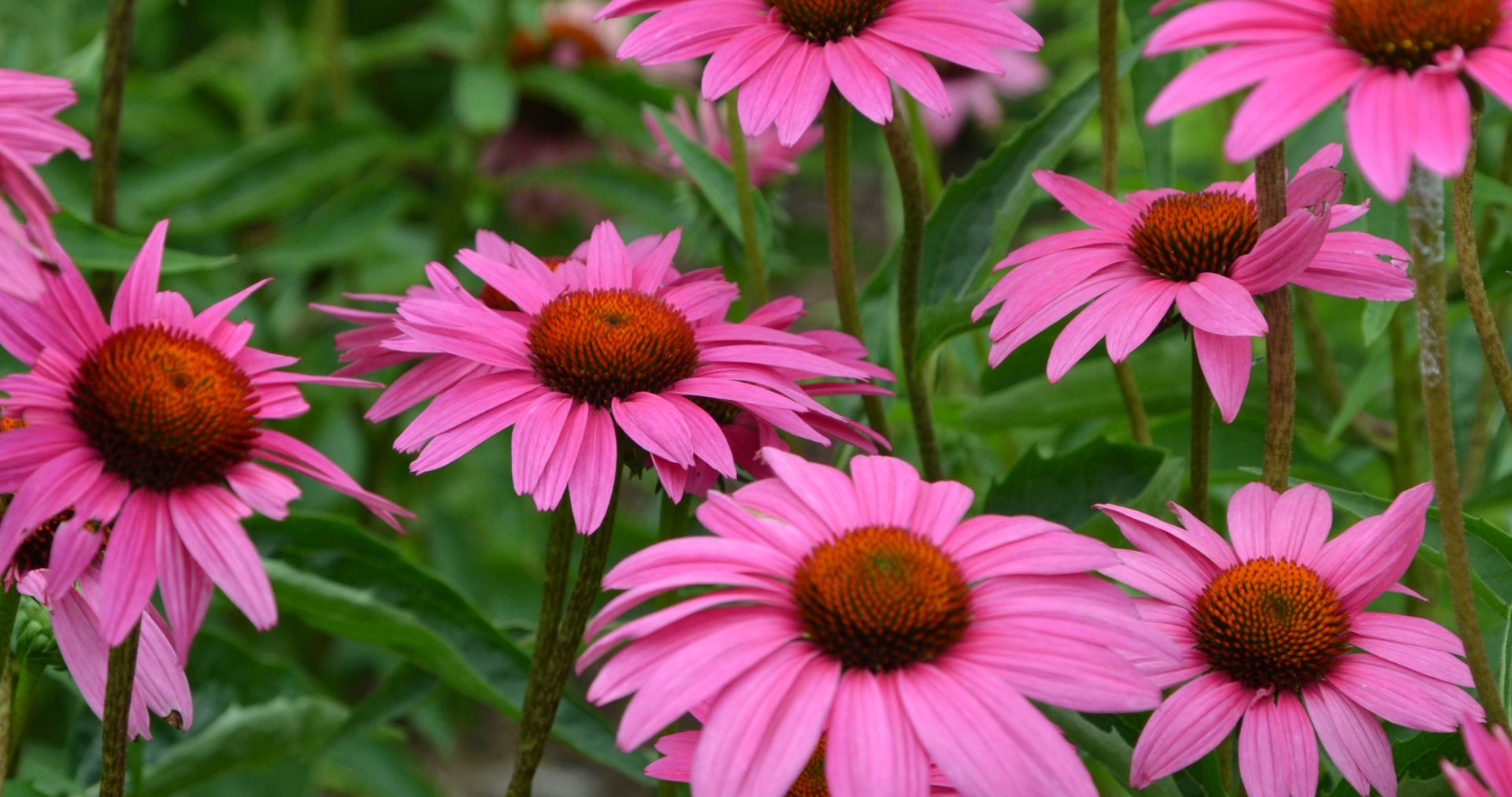 Echinacea p. 'Ruby Star'