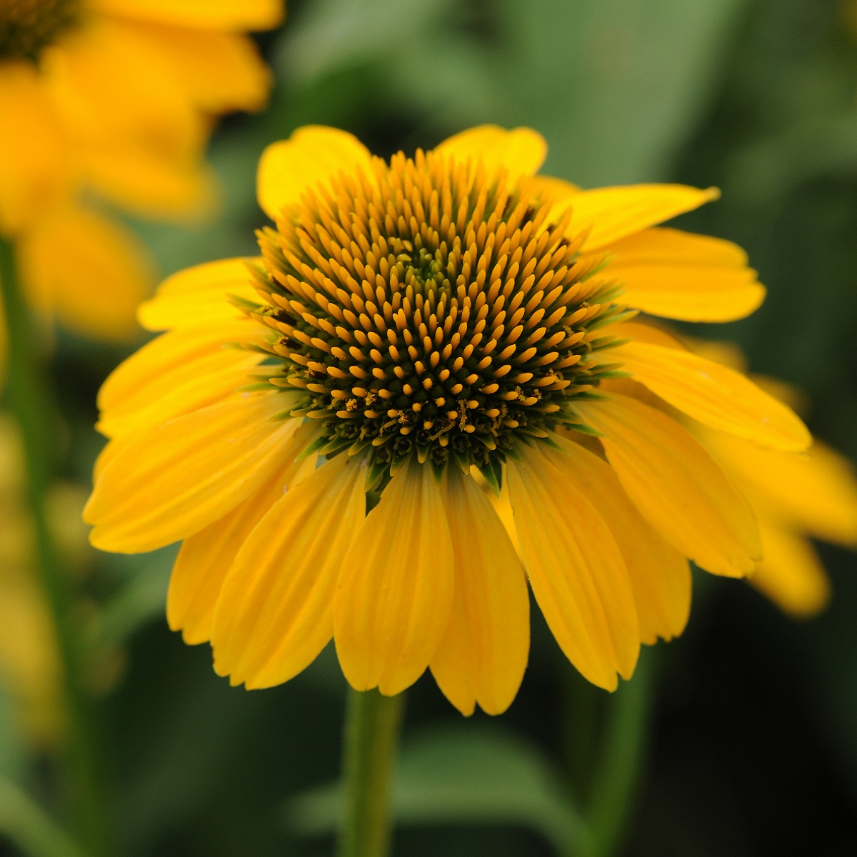 Echinacea Sombrero 'Lemon Yellow'