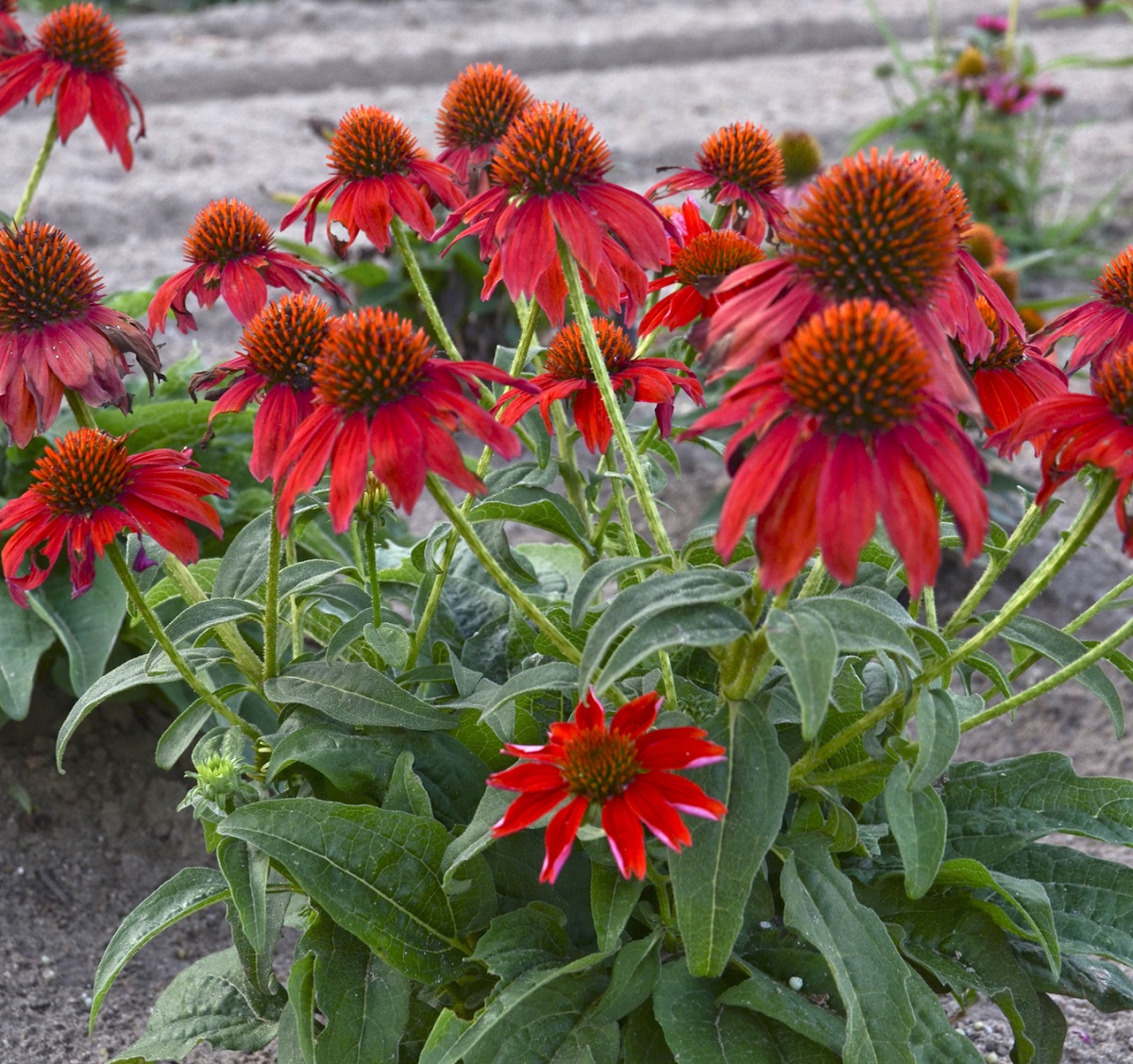 Echinacea Sombrero 'Salsa Red'