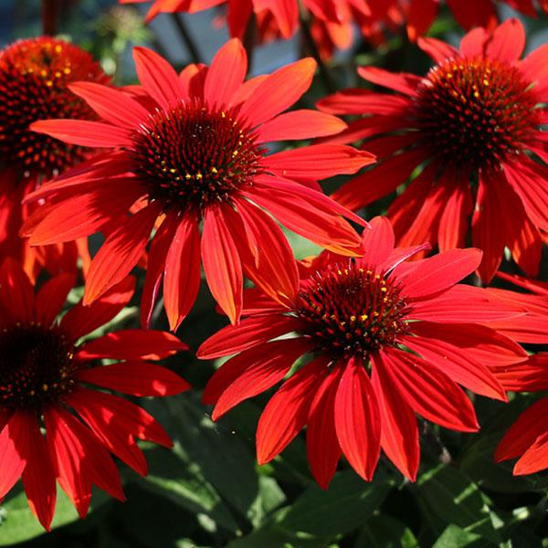 Echinacea Sombrero 'Sangrita'