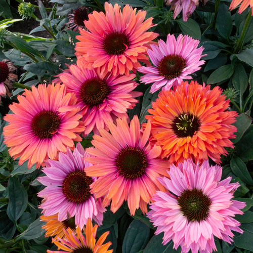 Echinacea Sunseekers 'Rainbow'