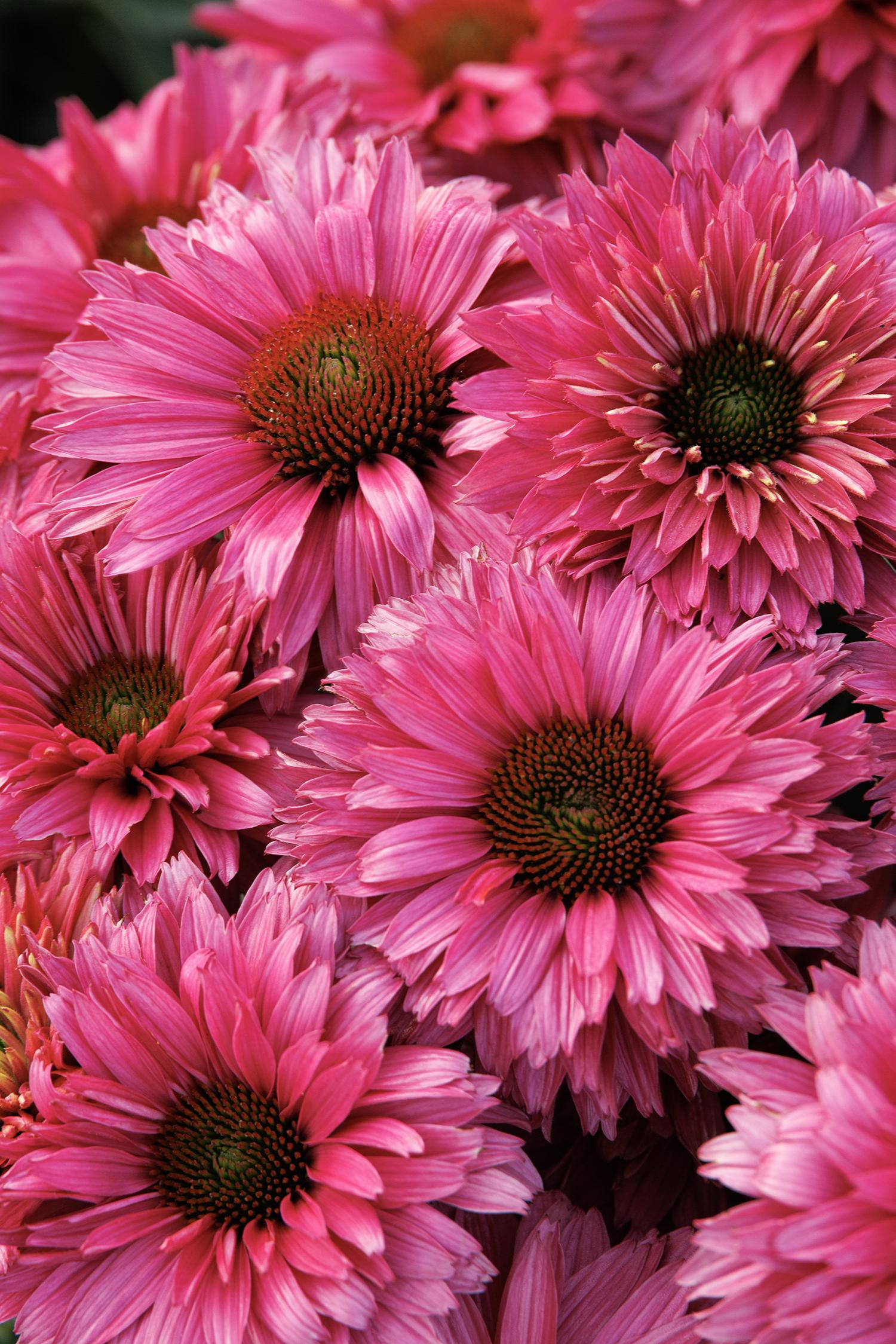 Echinacea Sunseekers Sweet Fuchsia