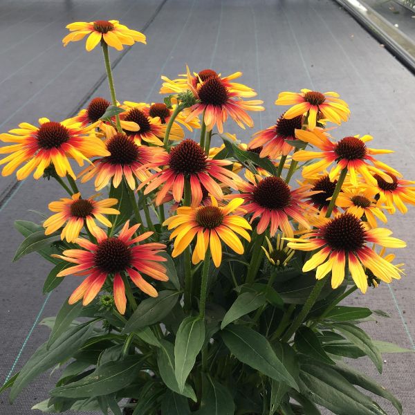 Echinacea Sunseekers Tequila Sunrise