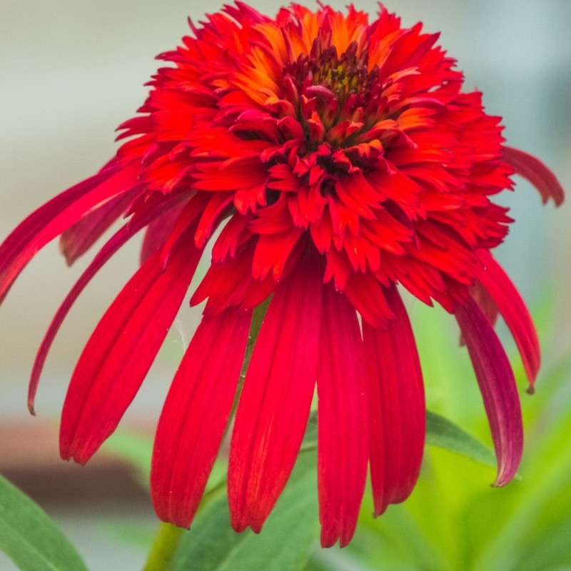 Echinacea 'Sweet Chili'