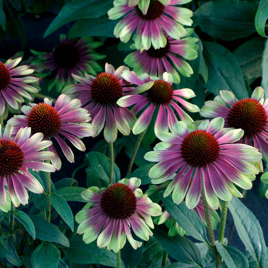 Echinacea 'Sweet Sandia'