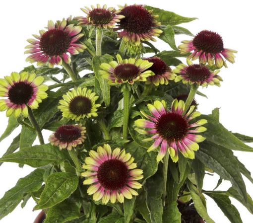 Echinacea Vintage Lime
