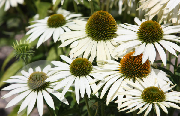 Echinacea p. 'White Swan'