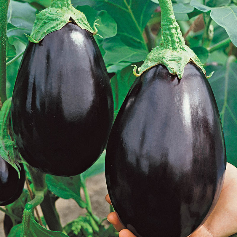 Eggplant 'Black Beauty'