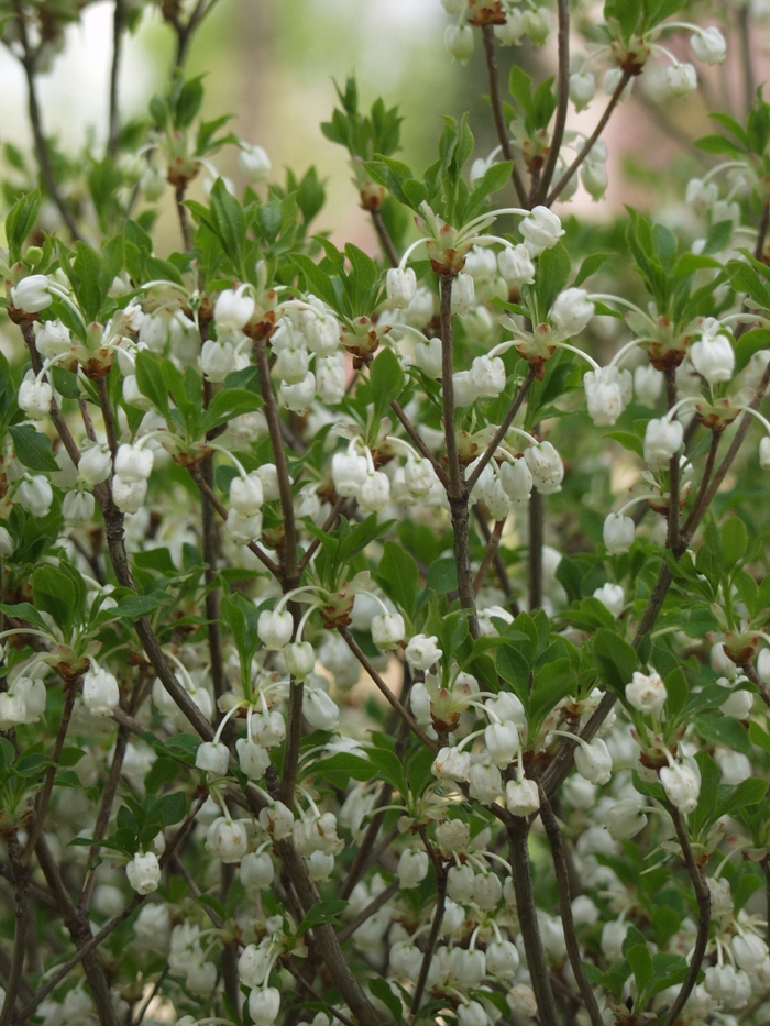 Enkianthus perulatus