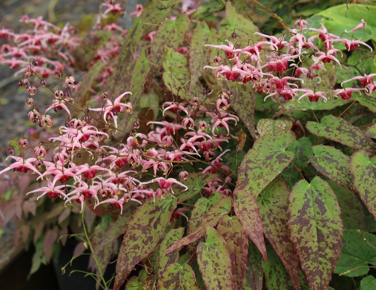 Epimedium 'Pink Champagne'