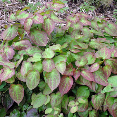 Epimedium rubrum