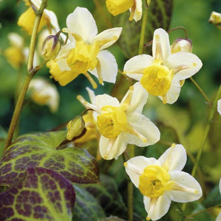 Epimedium versicolor 'Sulphureum'