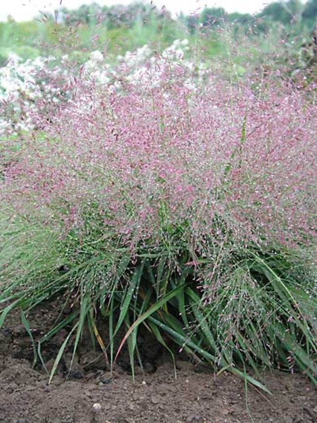 Grass - Eragrostis specabilis